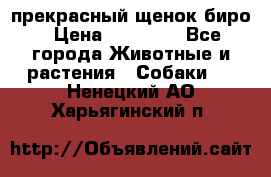 прекрасный щенок биро › Цена ­ 20 000 - Все города Животные и растения » Собаки   . Ненецкий АО,Харьягинский п.
